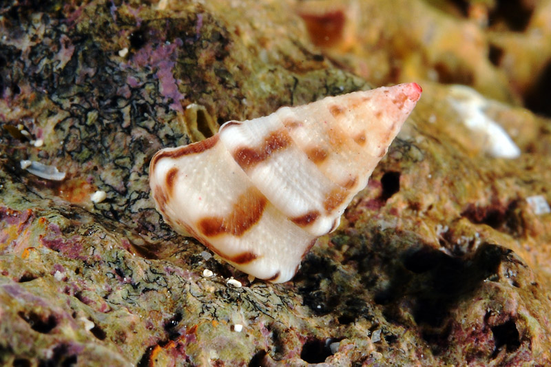 Piccoli prosobranchi